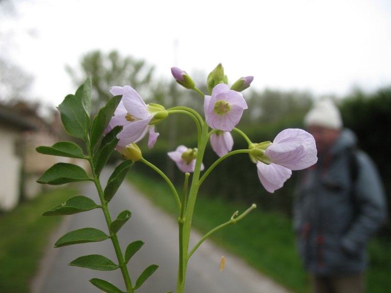 Fleur cardamine des prés